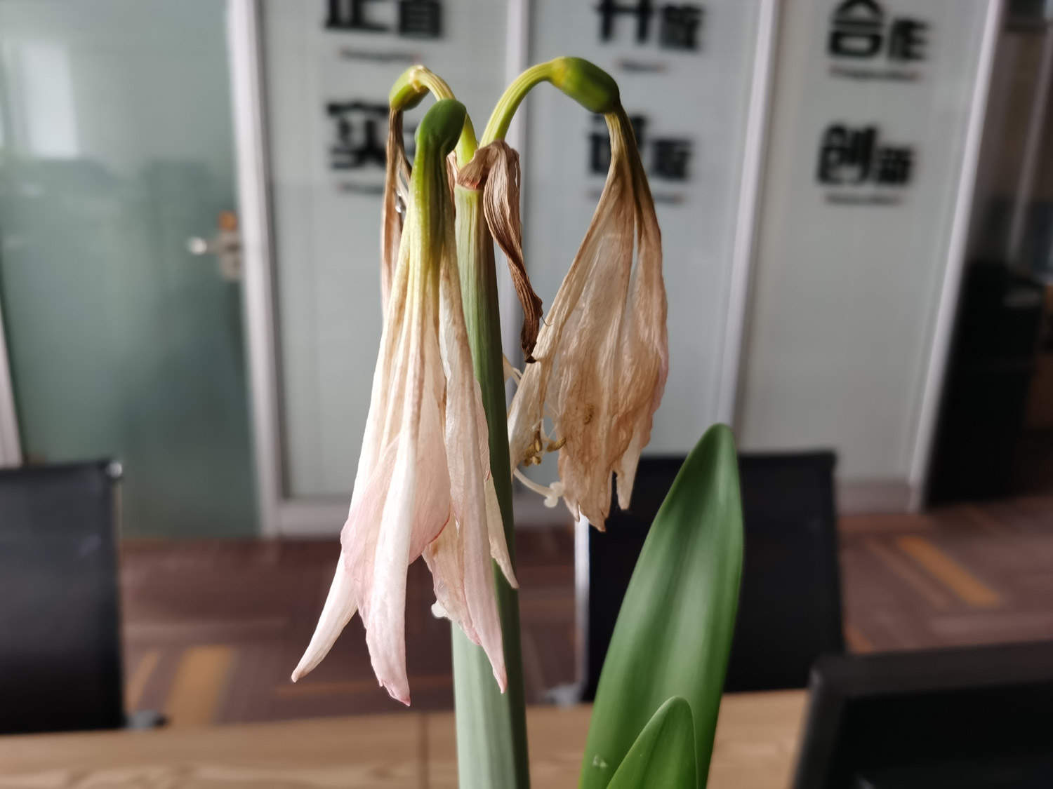 朱顶红黄叶的原因和处理办法