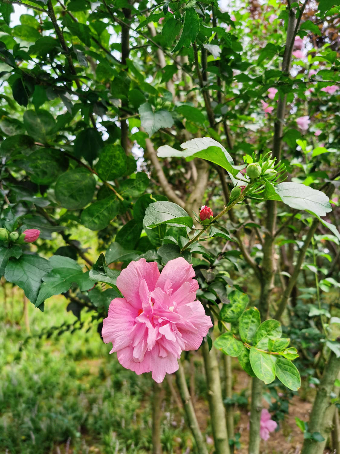 木棉与木槿是同一种植物吗