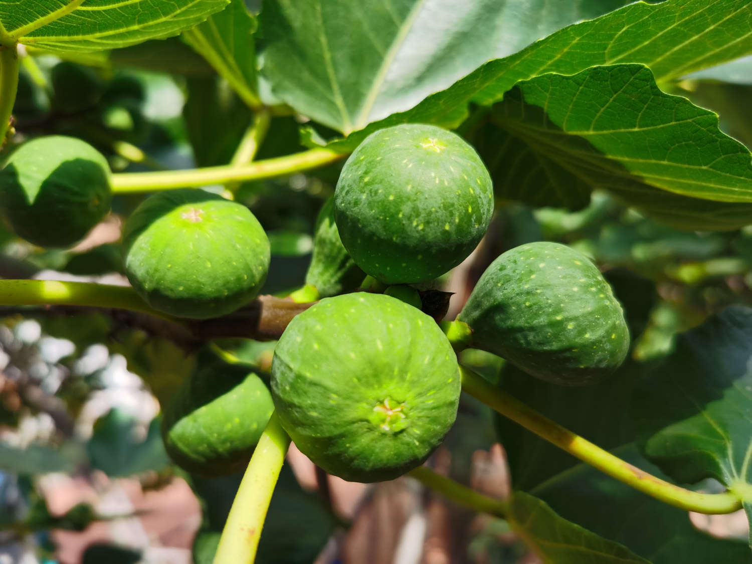 怎样制作无花果果干