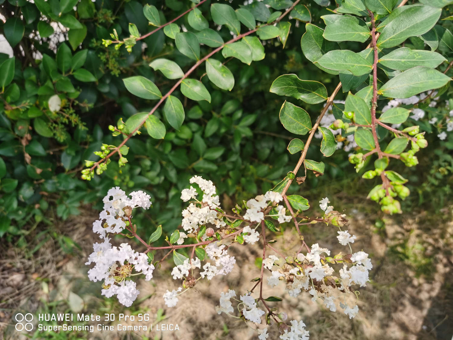 紫薇花的养护注意事项