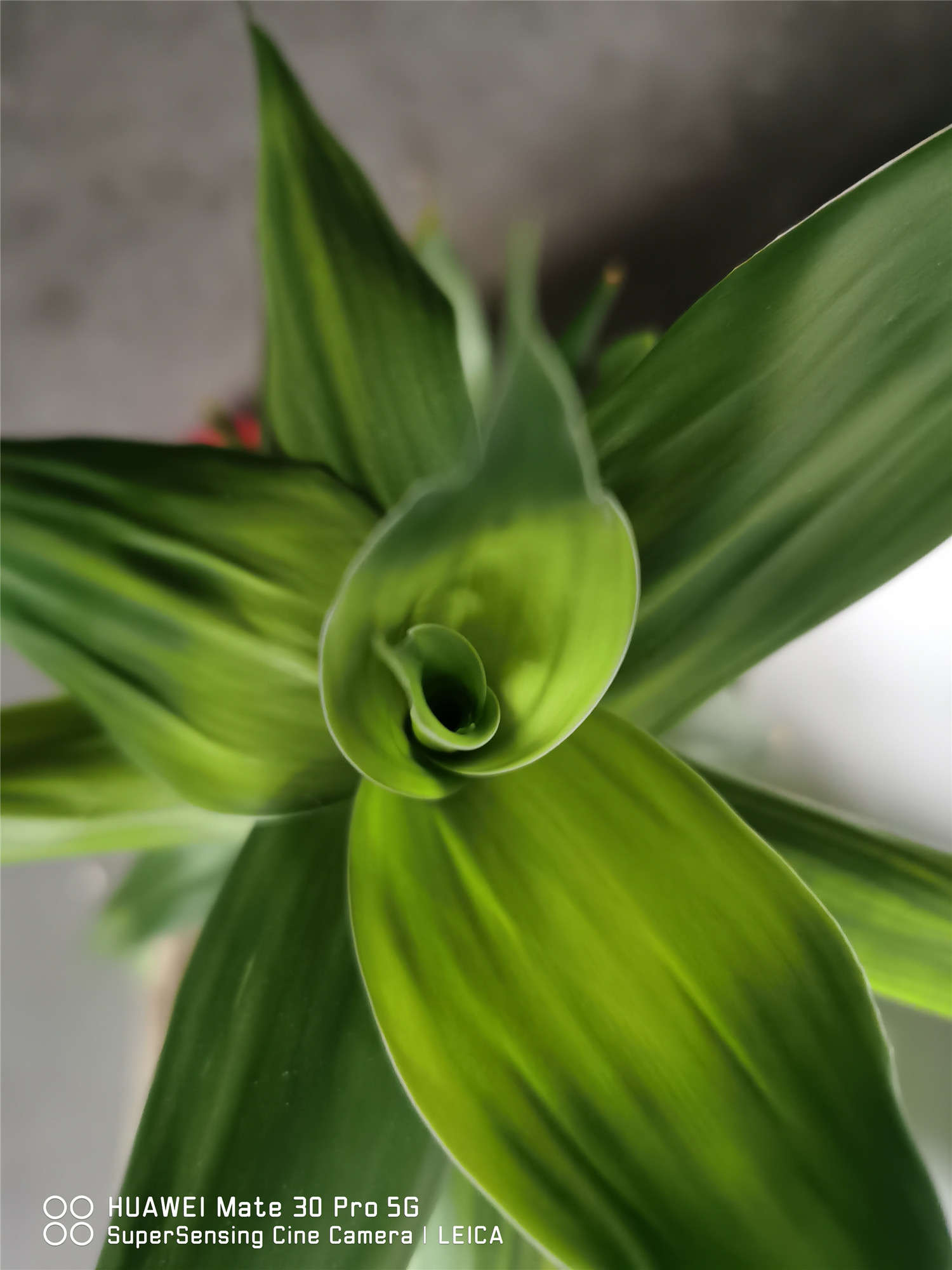 富贵竹多久换一次水