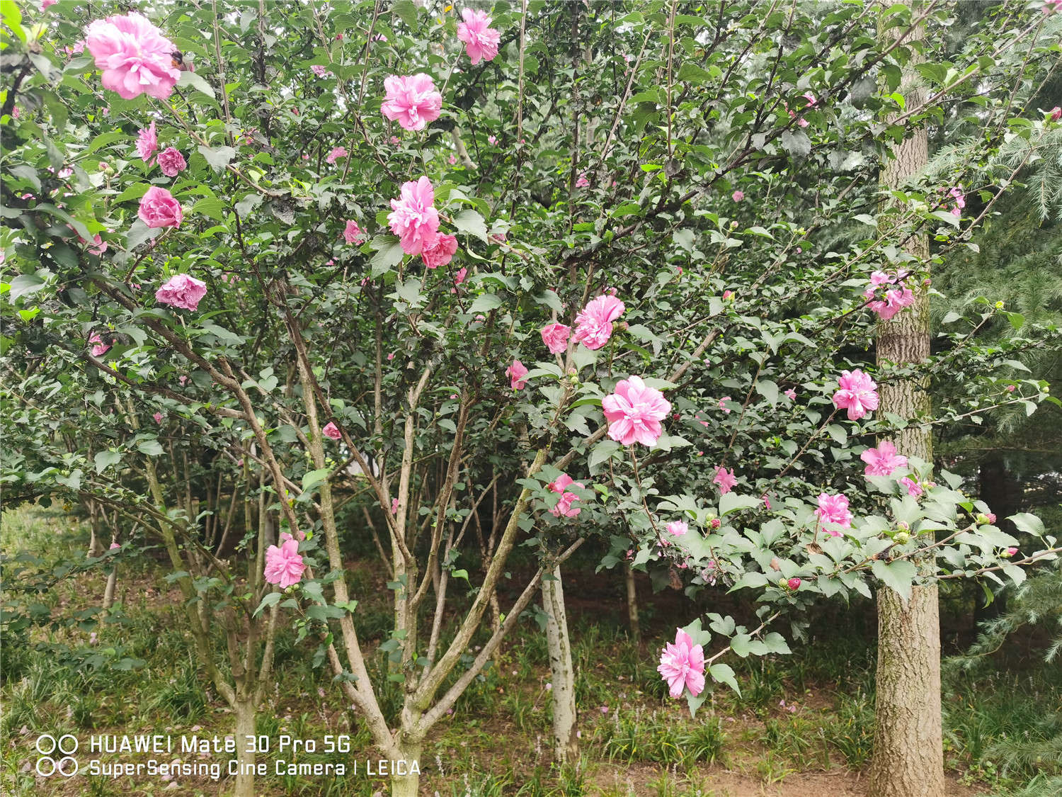 盆栽木槿怎么养