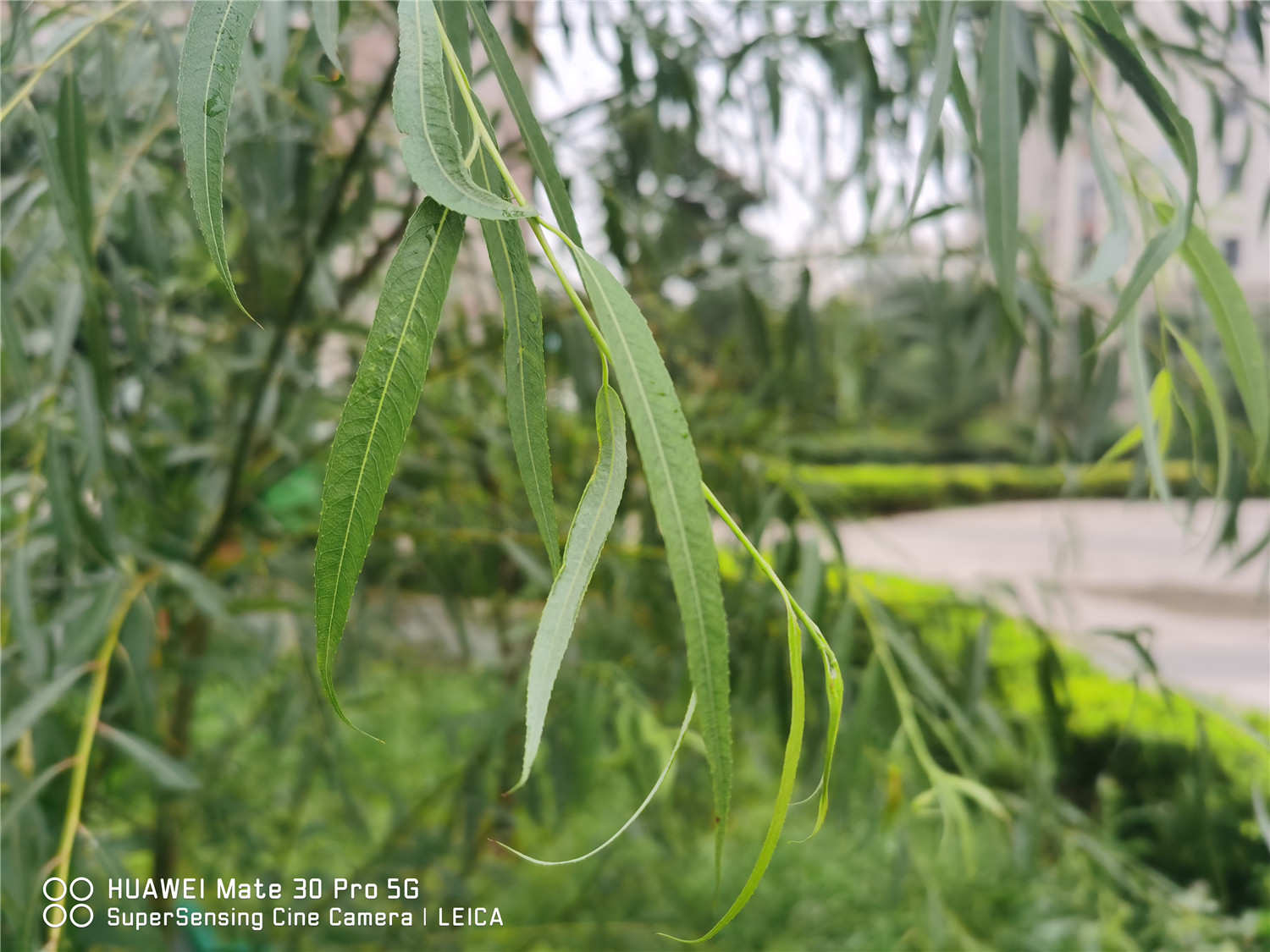 家里不能种的十种树