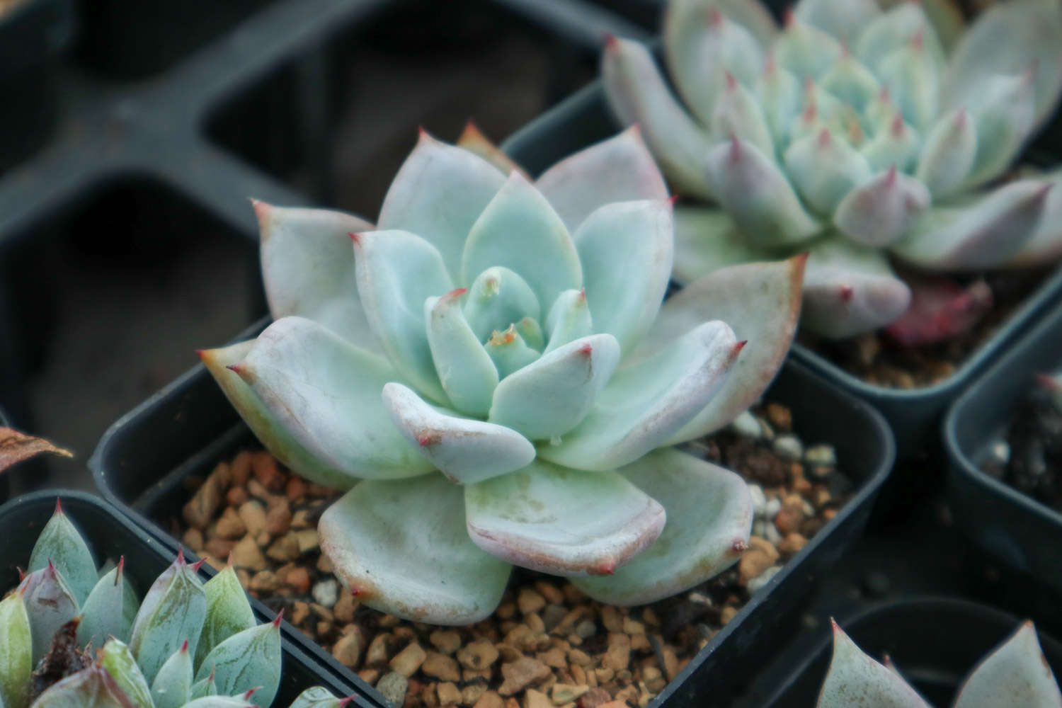 多肉植物浇水要浇透吗