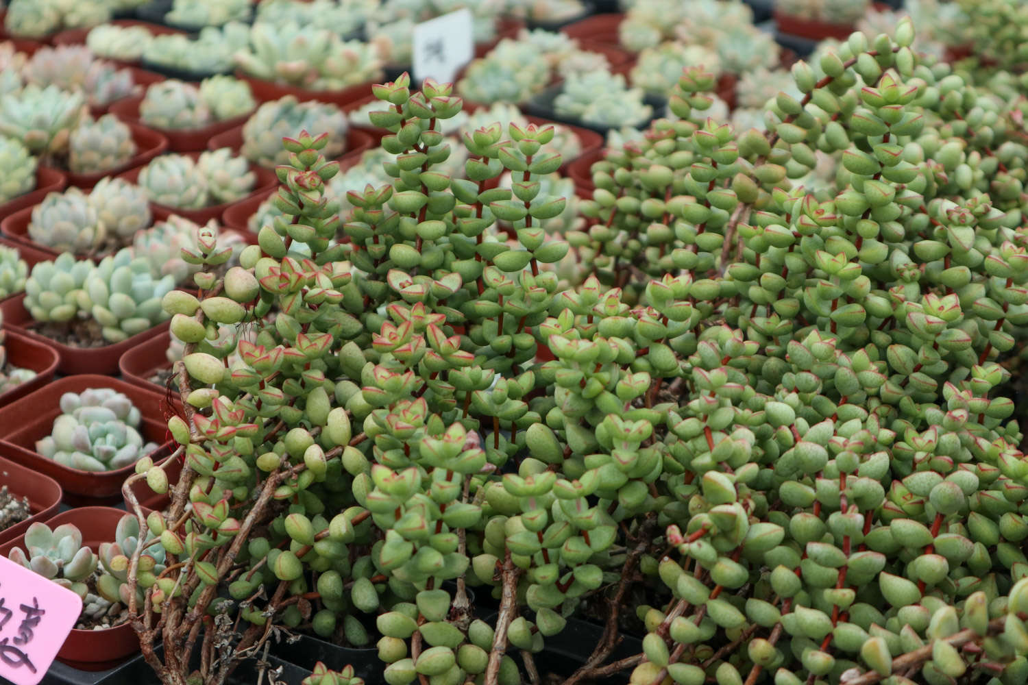 冬天多肉砍头还能活吗