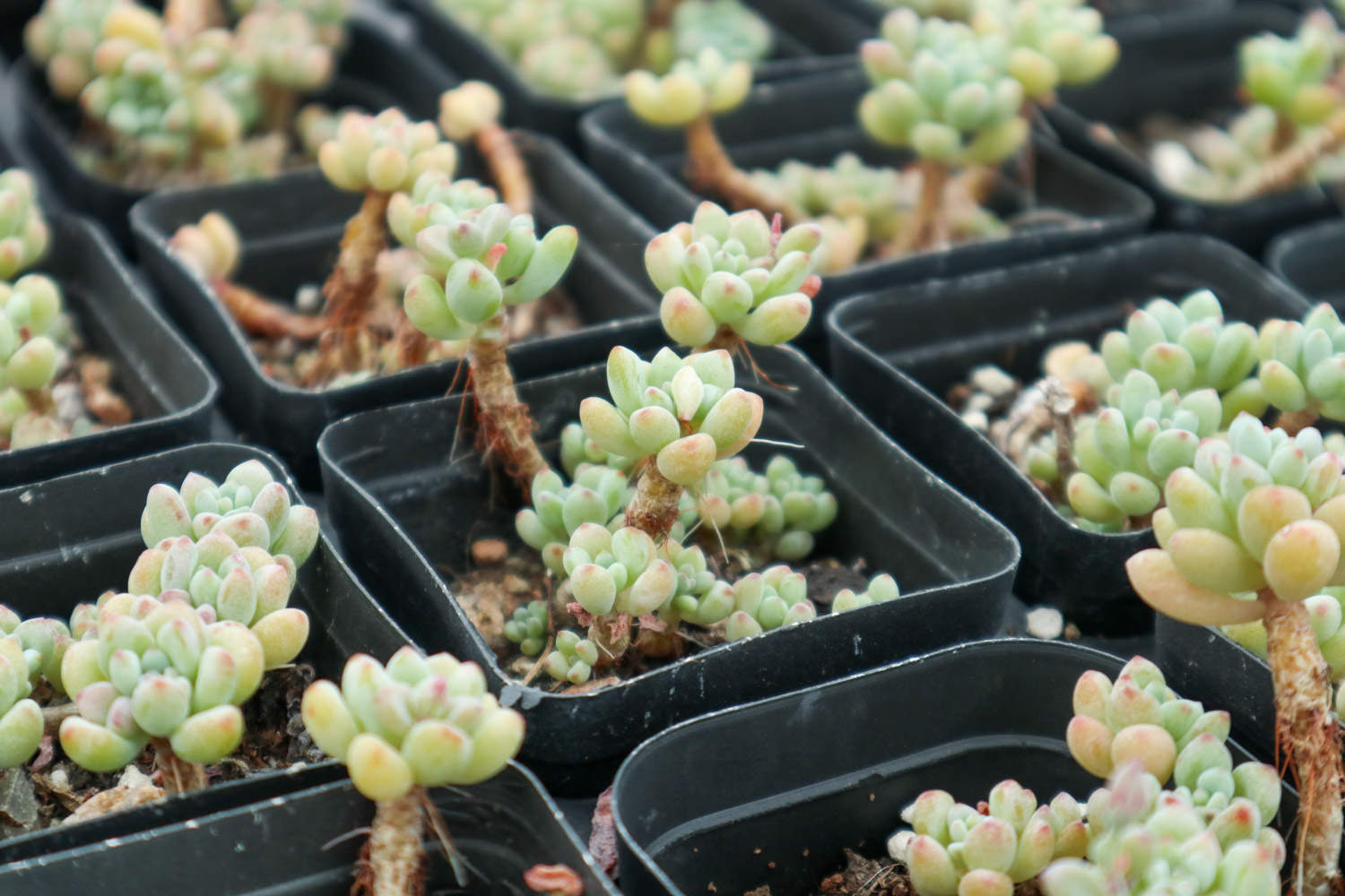 绿豆怎么种小盆栽