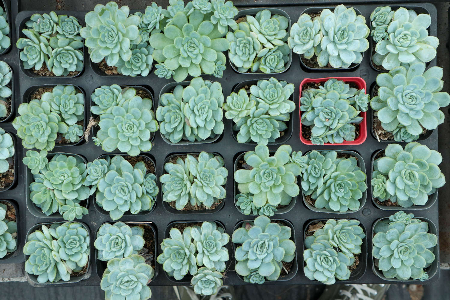 为了养多肉，我豁出去半条命