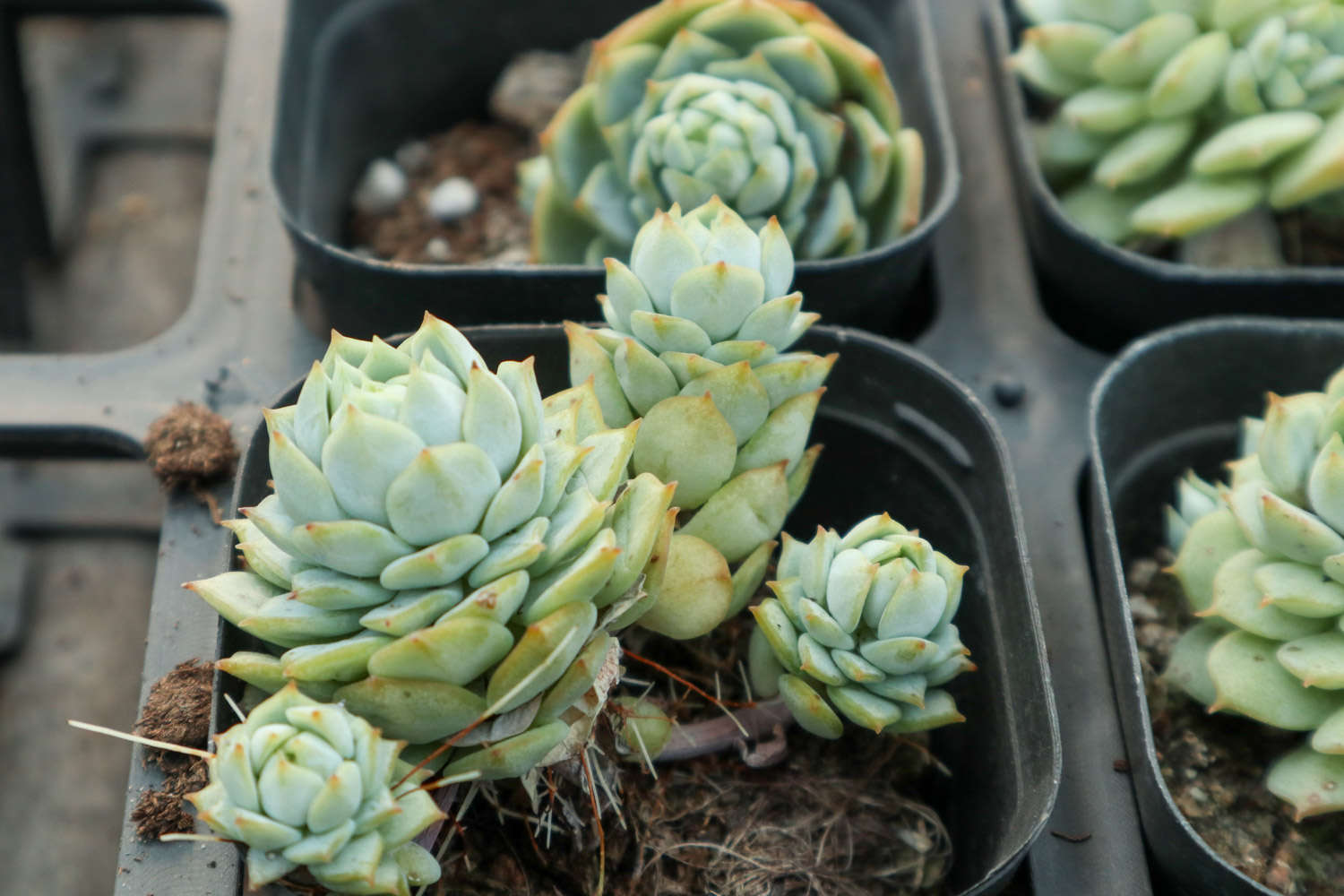 静夜黑腐病的处理办法