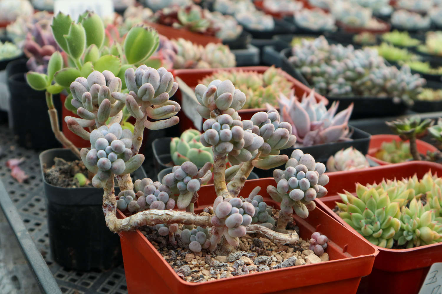 房前屋后全是多肉，多得只能喂牛！