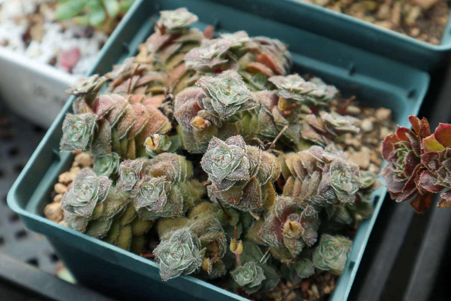 多肉新手党，新买回家的肉要这么养！