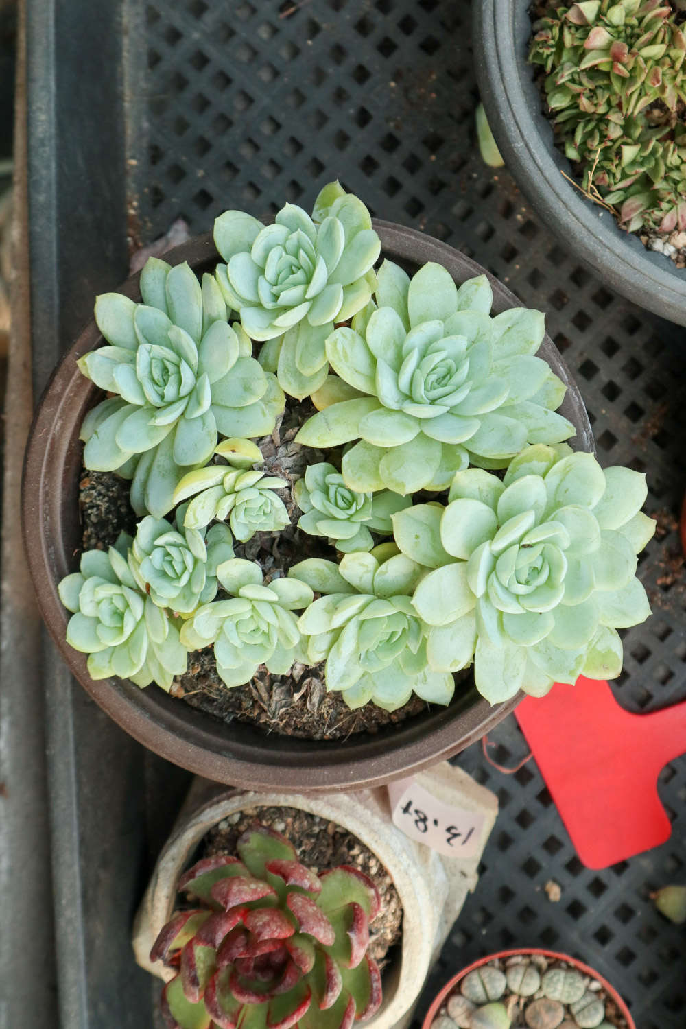 多肉长生草，石头缝里都能长，零下20度冻不坏！