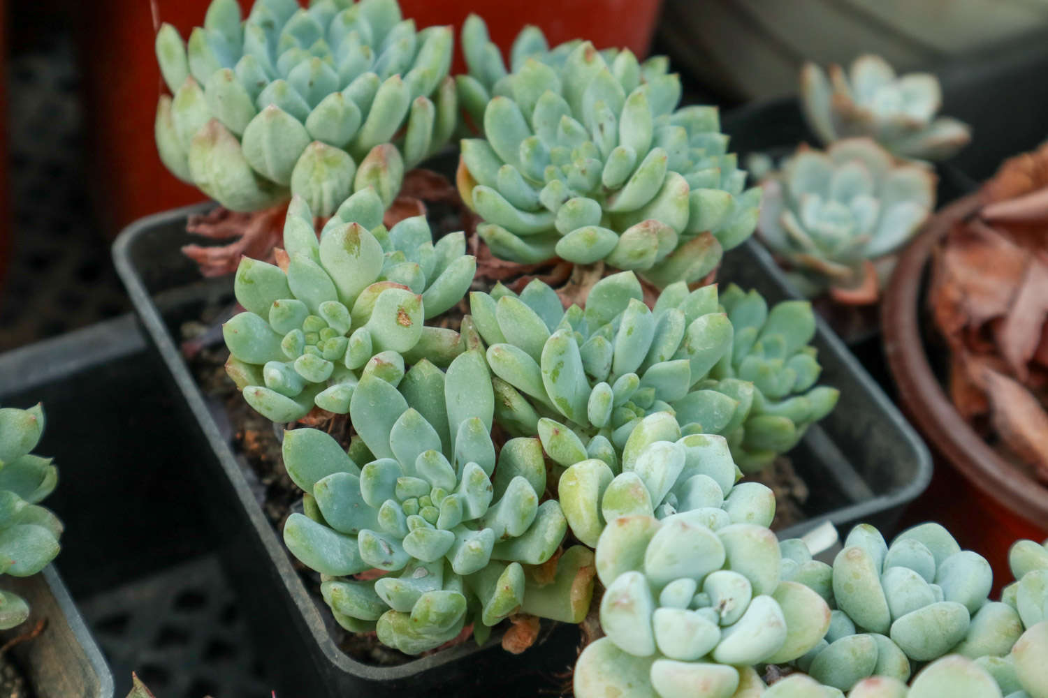 带你去神奇的南非看多肉，大开眼界！