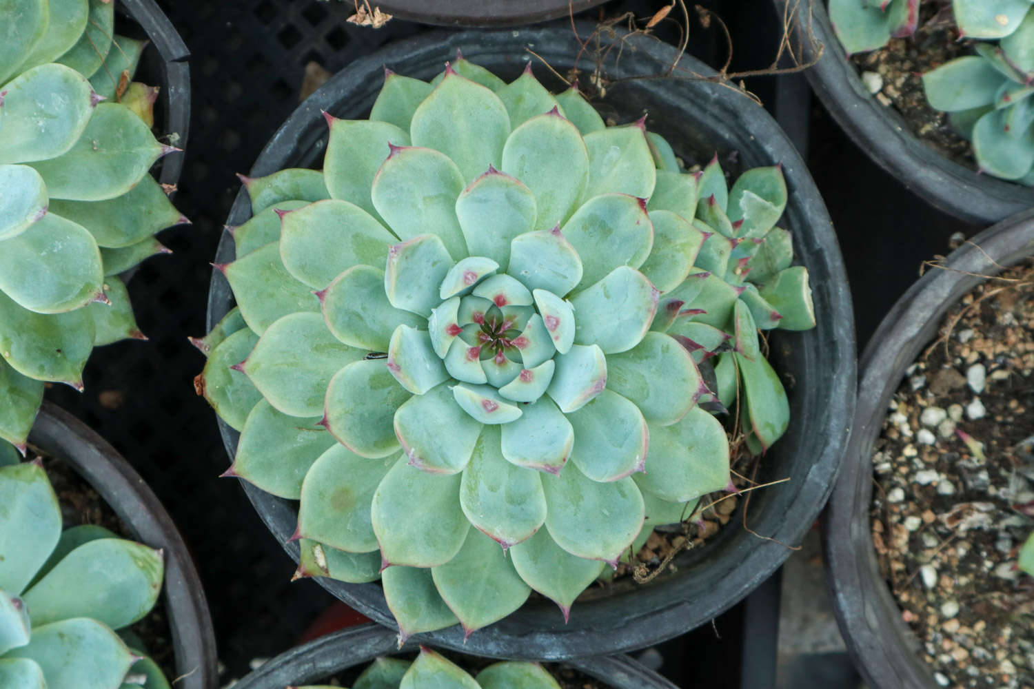 5种多肉标签的制作方法