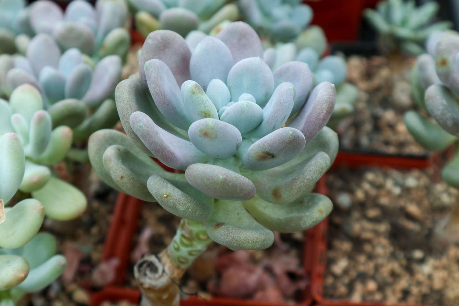 多肉能嫁接！一根杆长出5个品种，2分钟成老桩！