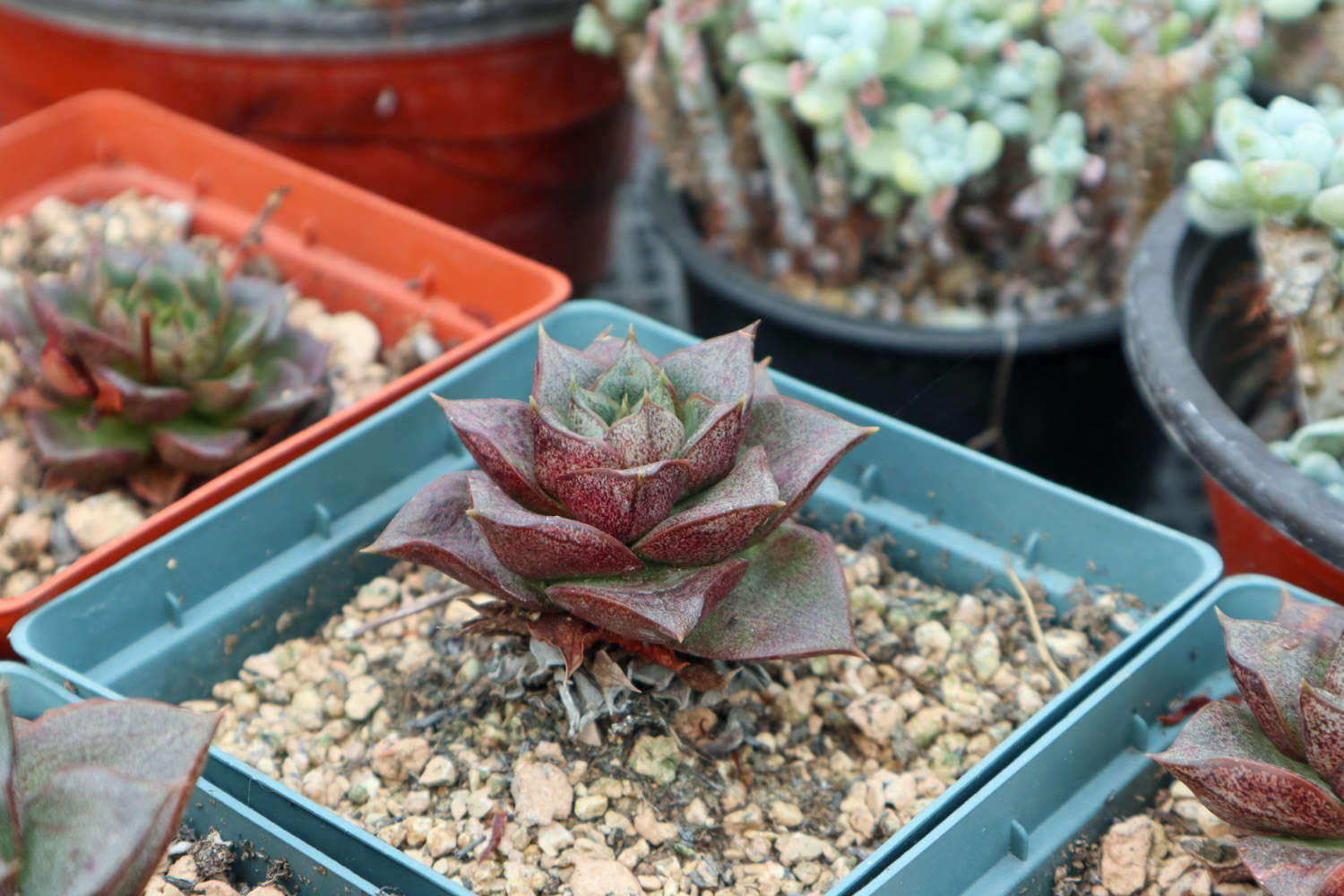 多肉老桩移栽方法