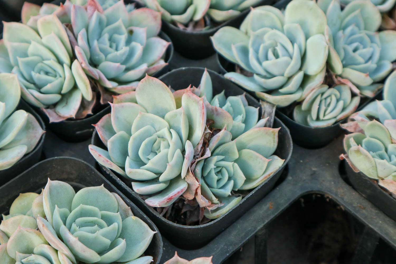 喂猪的东西，拿来养多肉，竟然肥得比拳头还大！