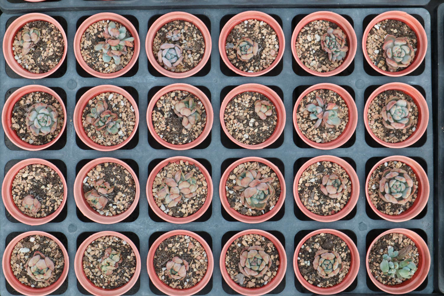 多肉入秋前五个“不要”