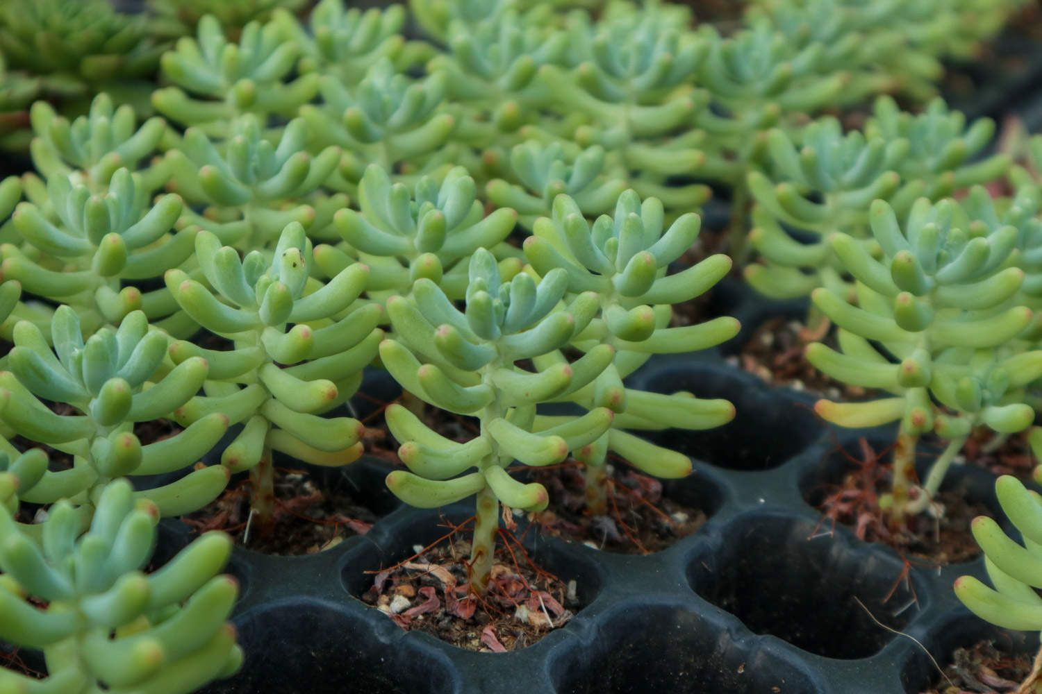 乙女心怎么施肥