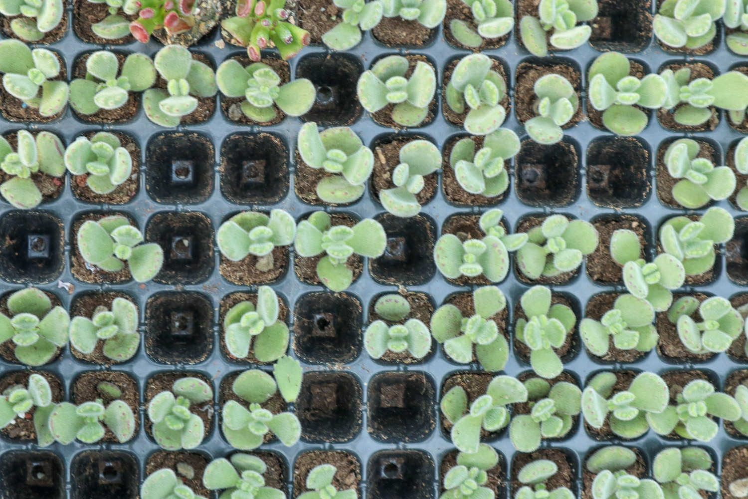 熊童子木质化了怎么办