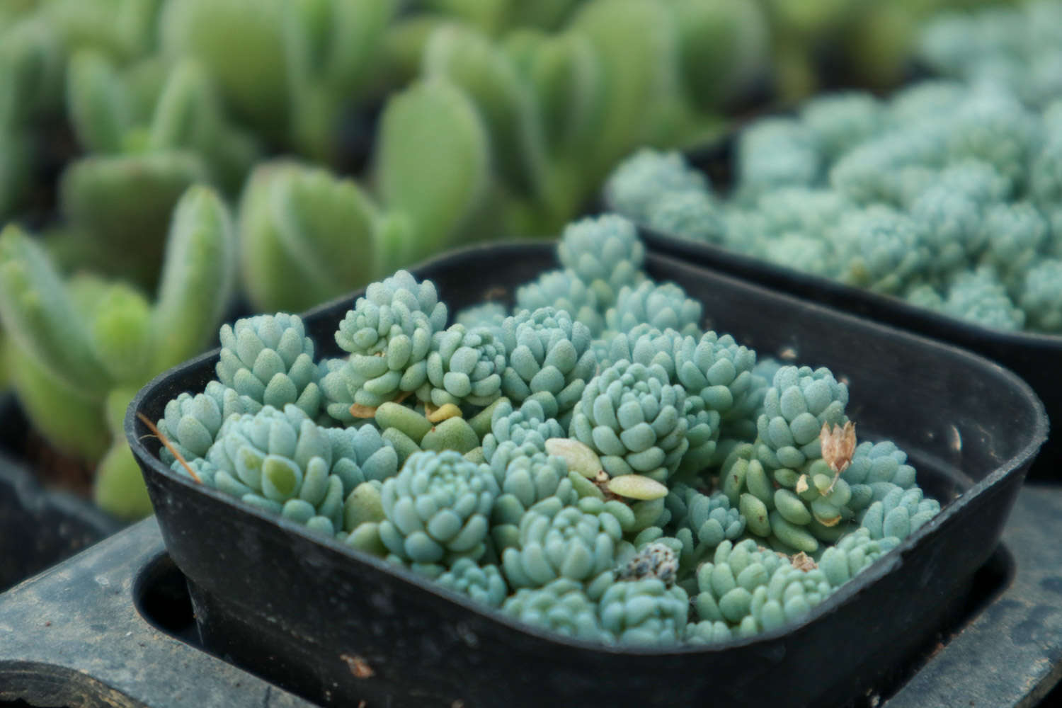 姬星美人的养殖方法和注意事项