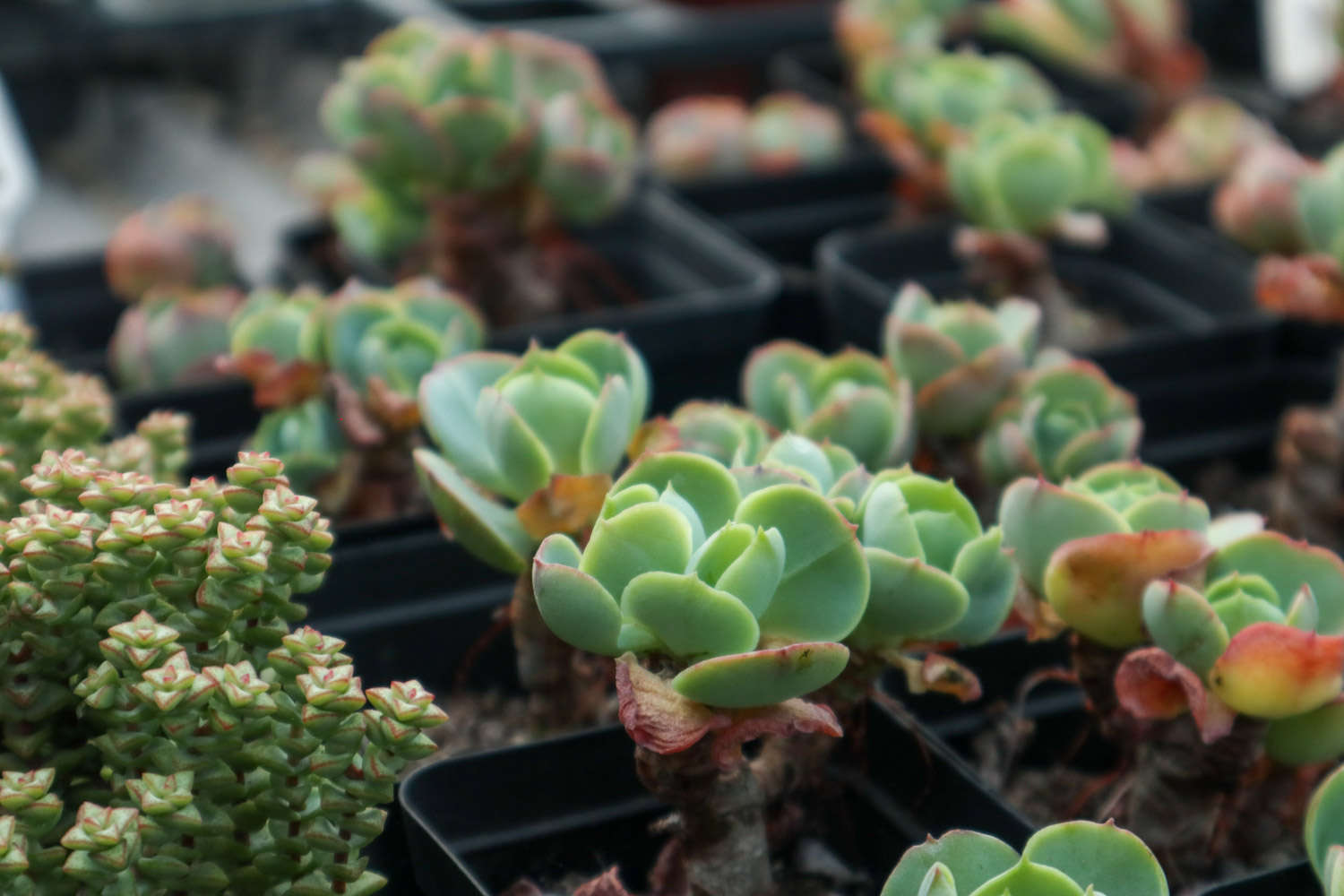 多肉玉蝶的养殖方法