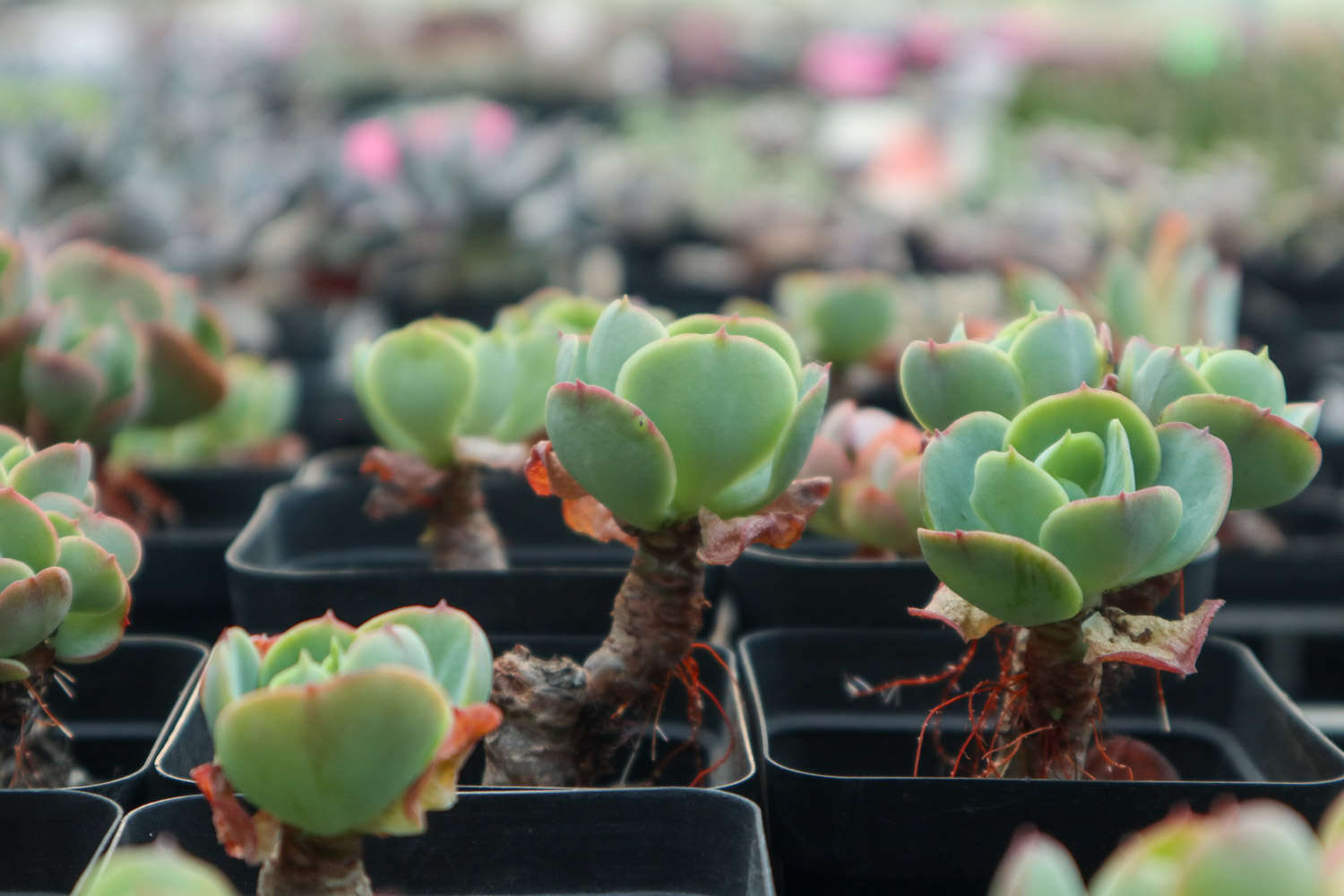 玉蝶的繁殖方法