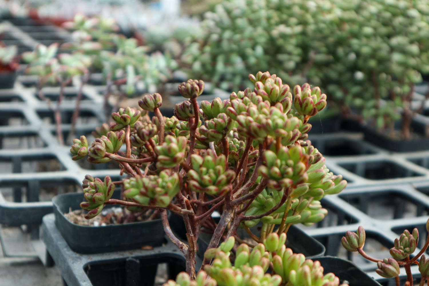 40种多肉现在不这么养，死得比夏天还惨！