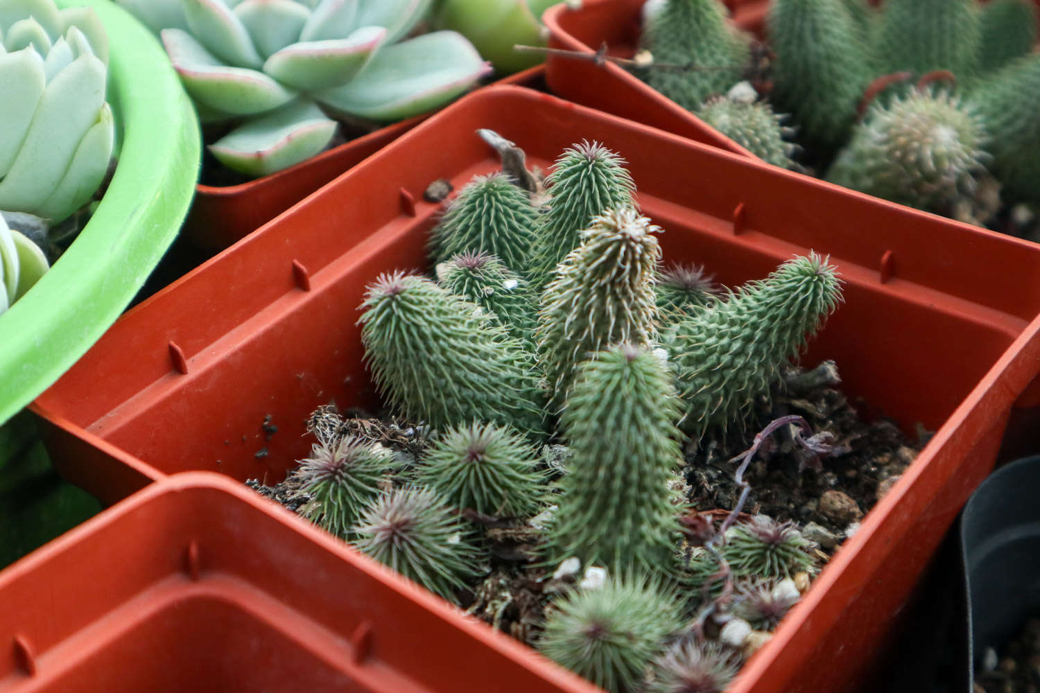 你家的多肉2厘米，他家的多肉12米，院子里都放不下！