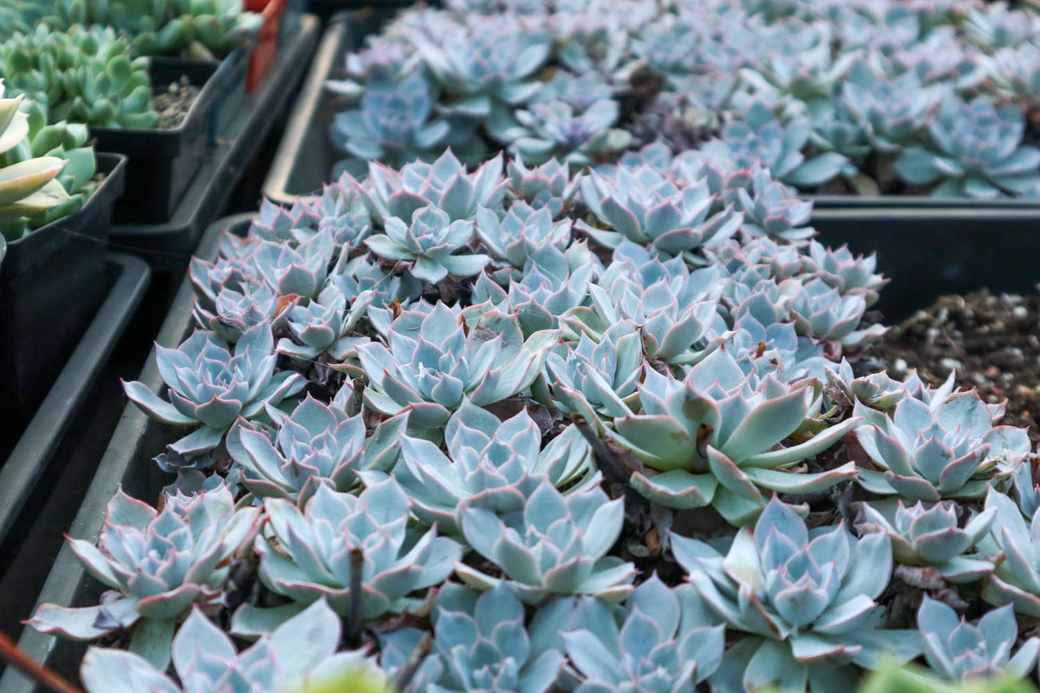 蓝石莲的养殖方法和注意事项