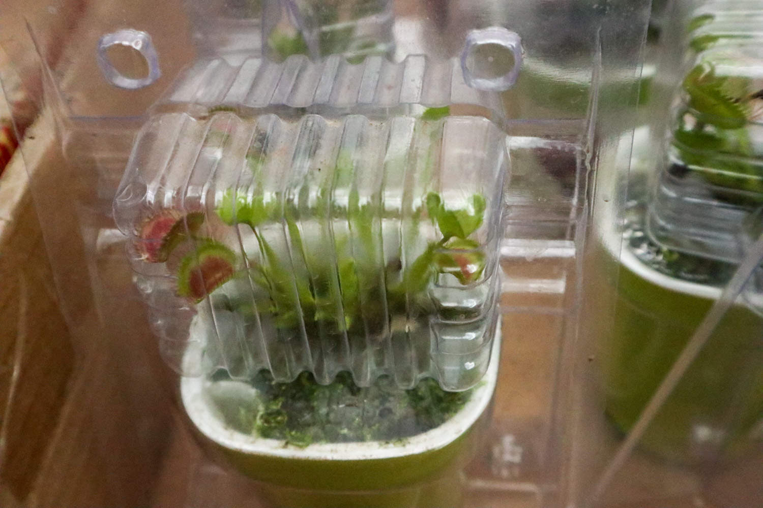 捕蝇草的捕虫过程图