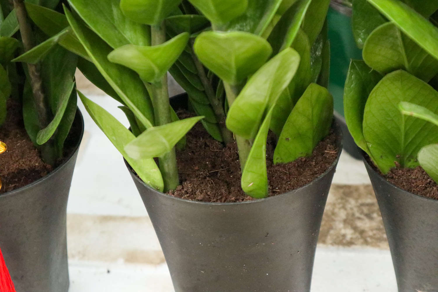 金钱树的花语和寓意，适合送给什么人