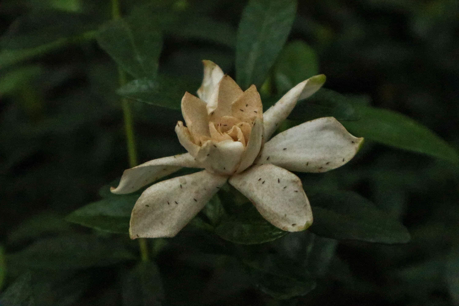 他剪了根栀子花，塞到矿泉水瓶里，7天就长出白花花的根！