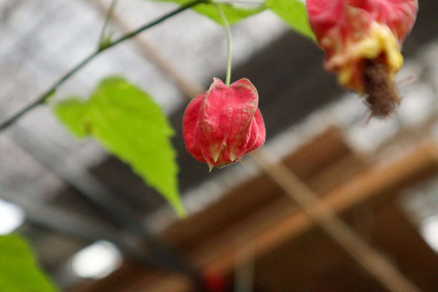 蔓性风铃花需要剪枝吗