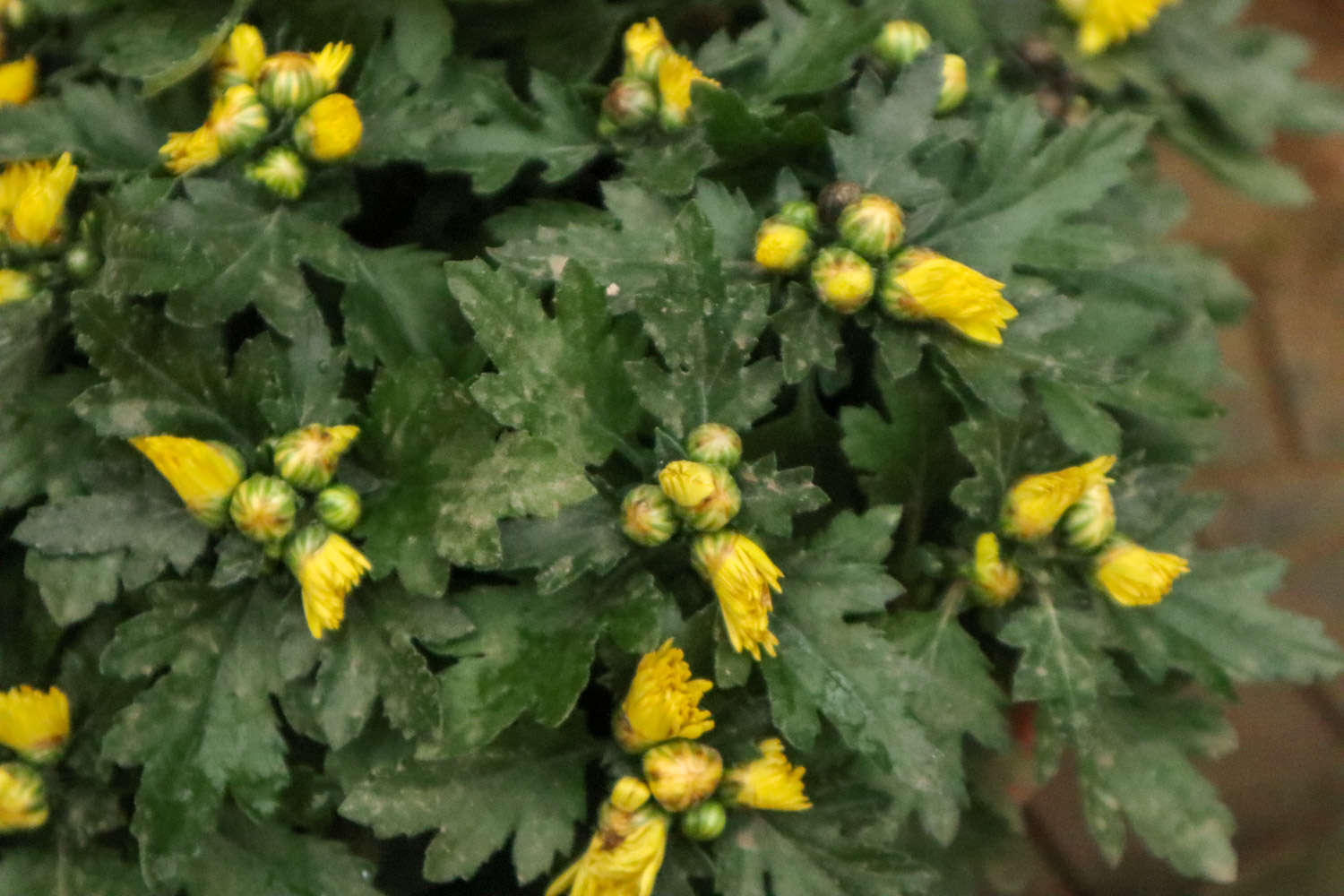 多头菊是温室花卉吗，冬天能放室外吗