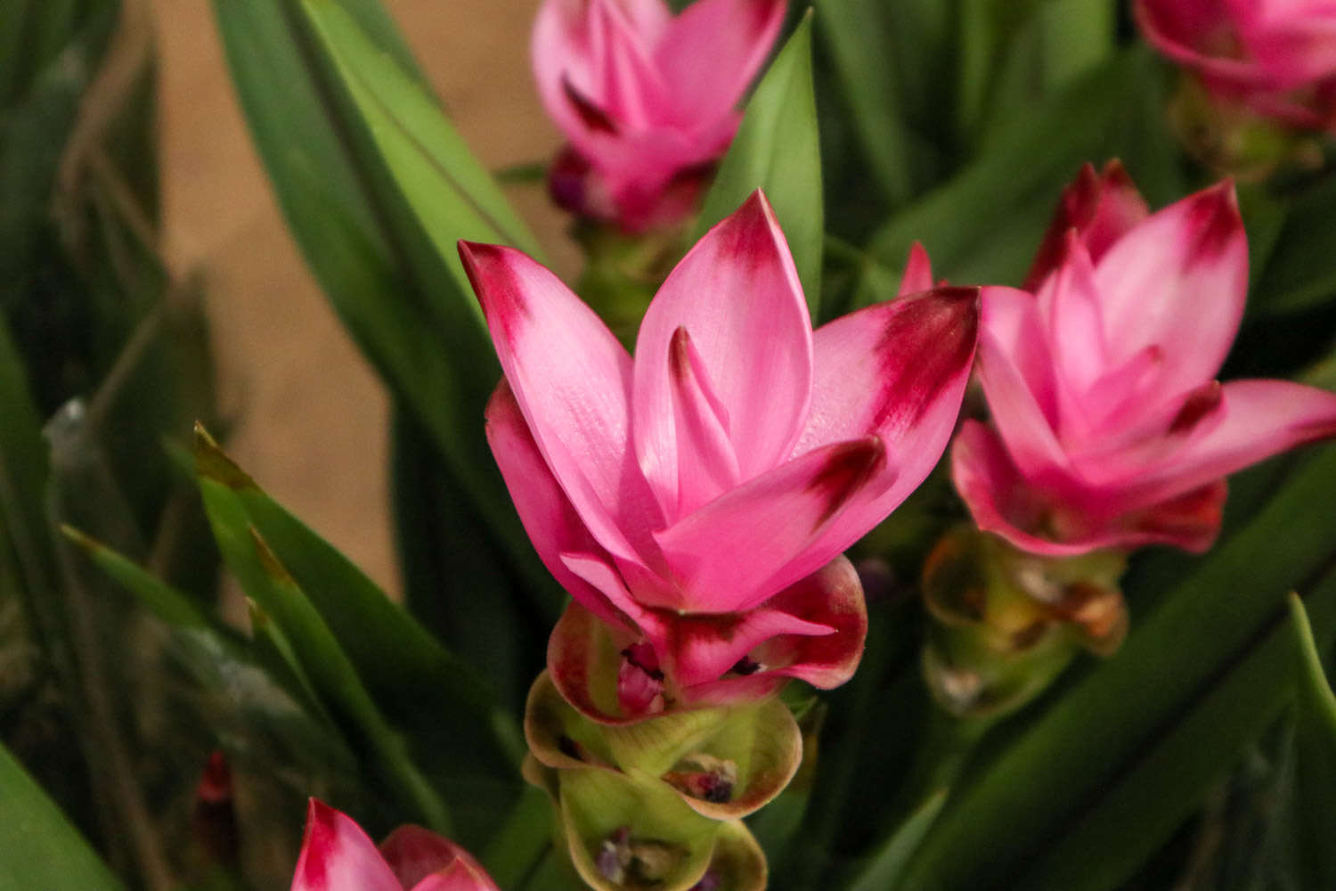 姜荷花休眠期怎么管理