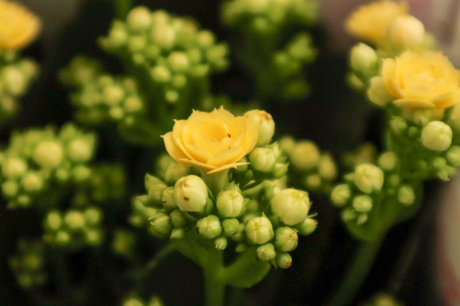 长寿花秋天要打顶吗