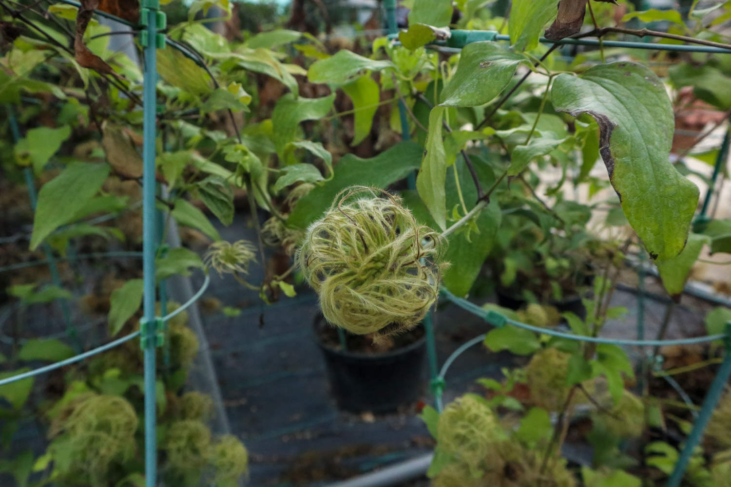 魔法喷泉铁线莲怎么剪