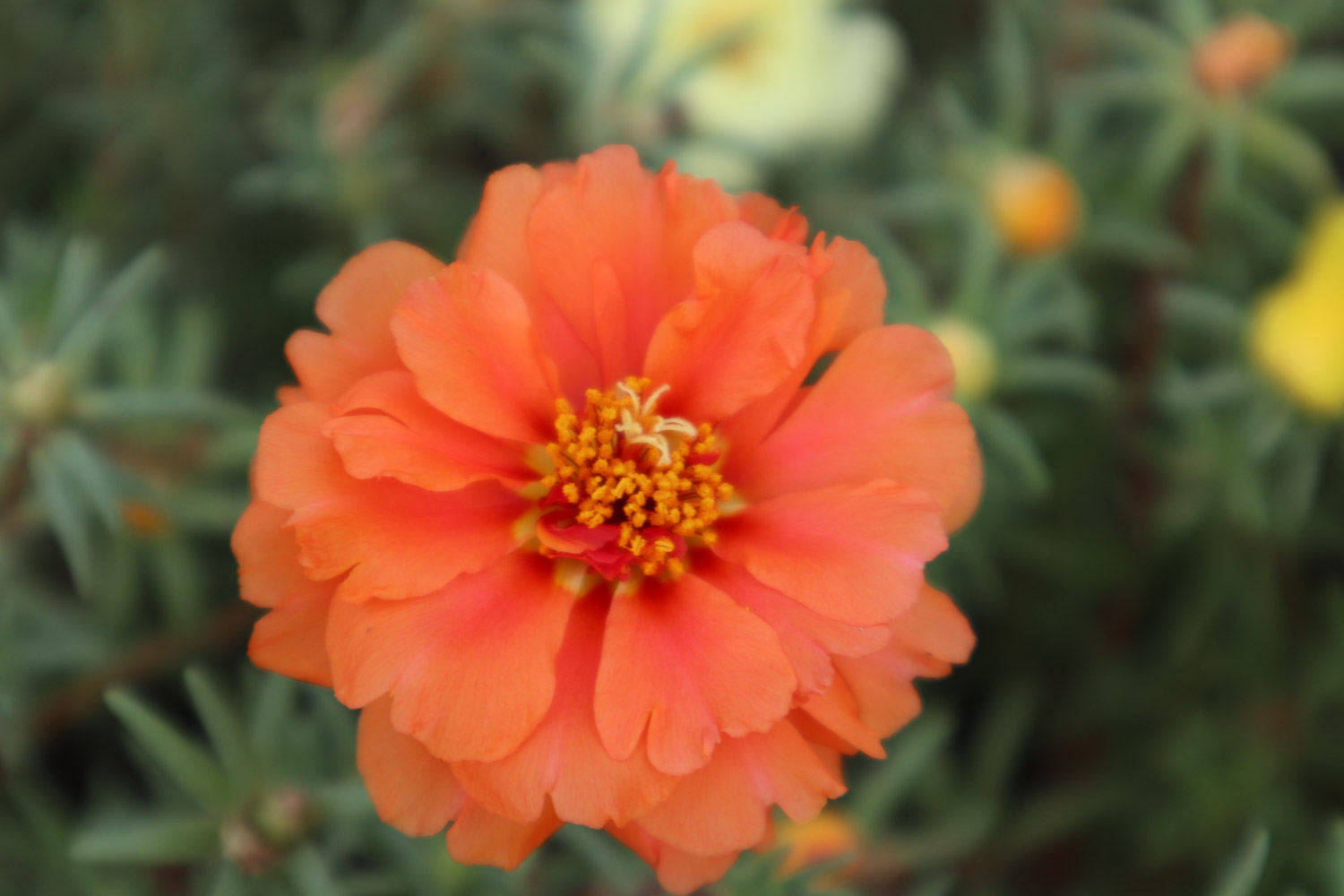 掐不死花冬天能开花吗