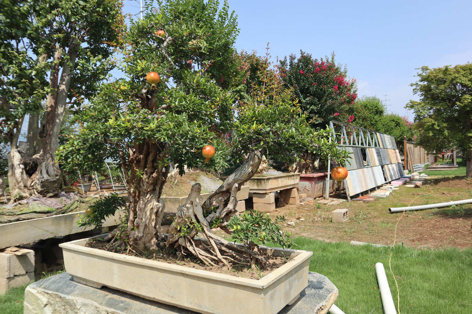 石榴花秋天怎么养