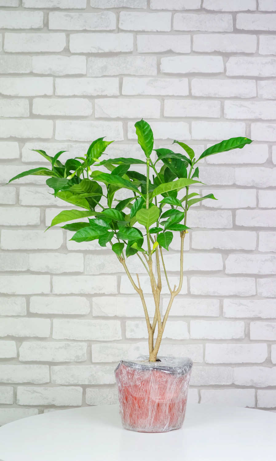 狗牙花什么时候开花