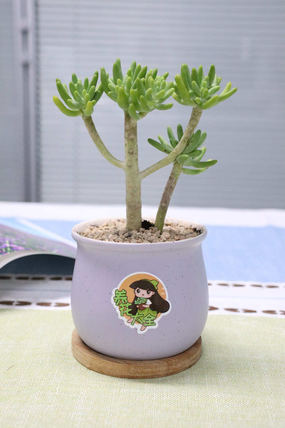 八千代的养殖方法和注意事项