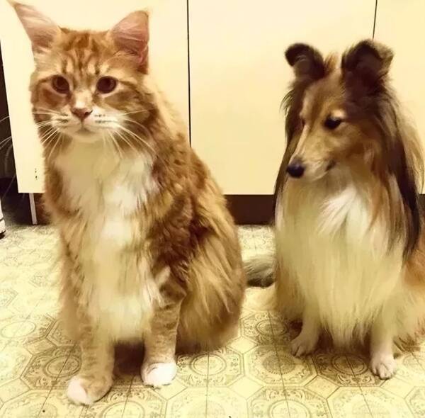 Omar与牧羊犬 Omar与牧羊犬