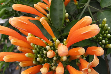 炮仗花 炮仗花