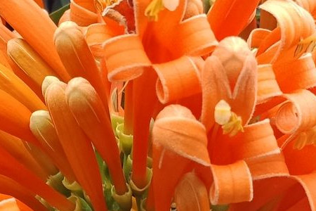 炮仗花 炮仗花