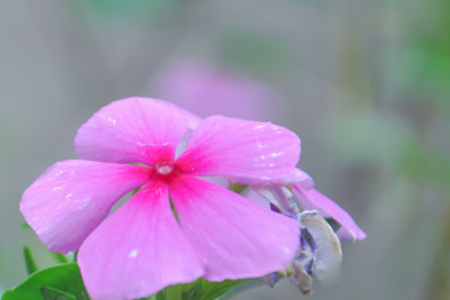 长春花 长春花