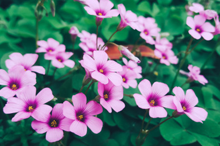 长春花 长春花