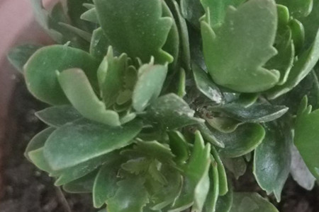 长寿花 长寿花