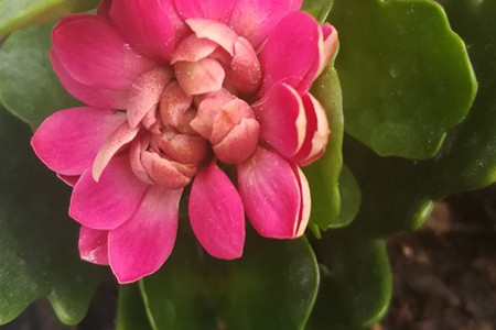 长寿花 长寿花