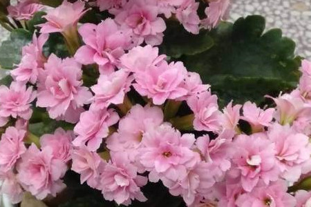 长寿花 长寿花