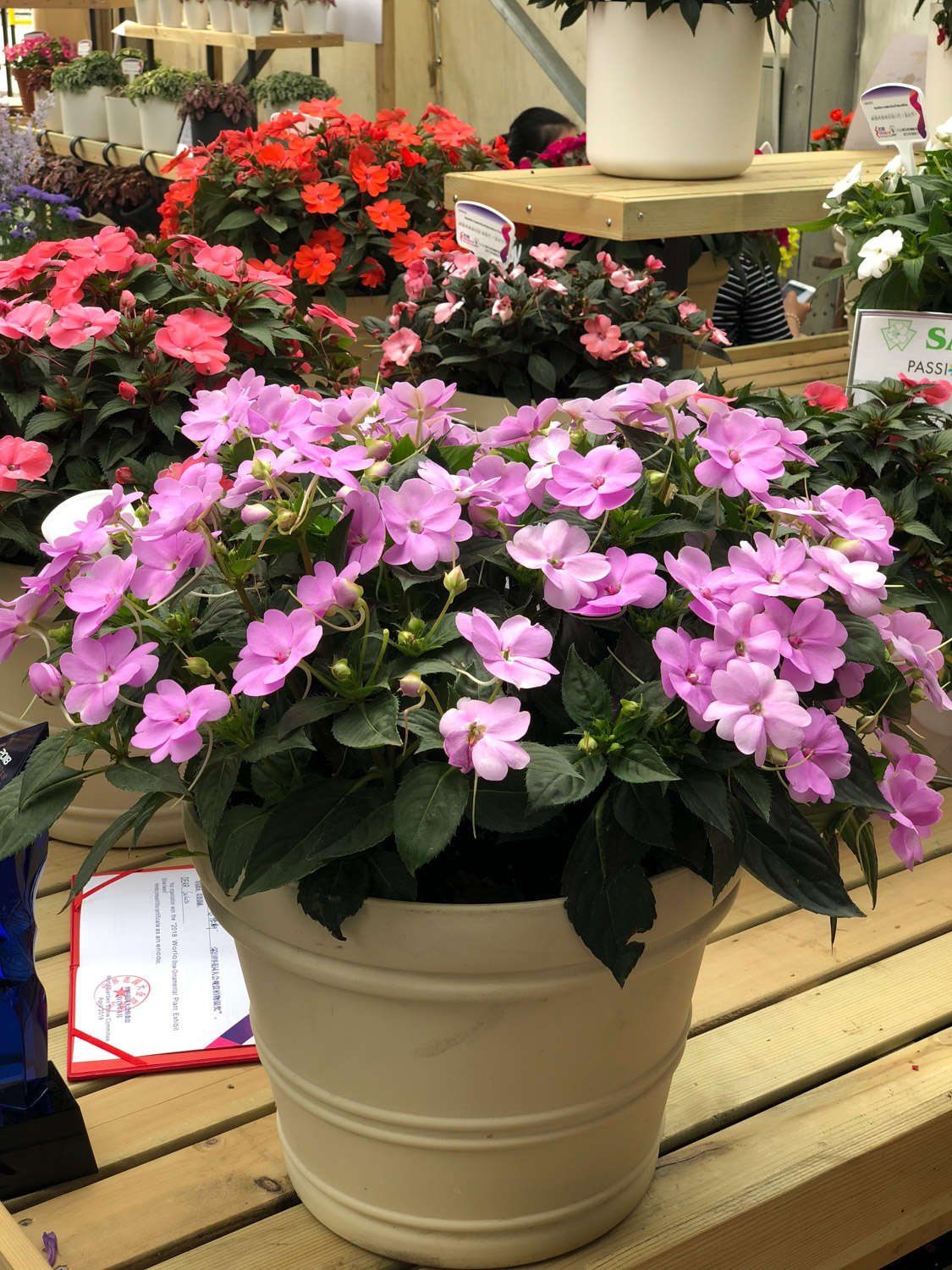 凤仙花 凤仙花